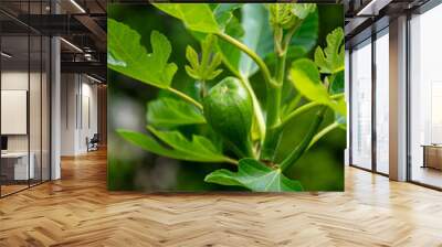 fresh and newly growing fig fruits on the tree Wall mural