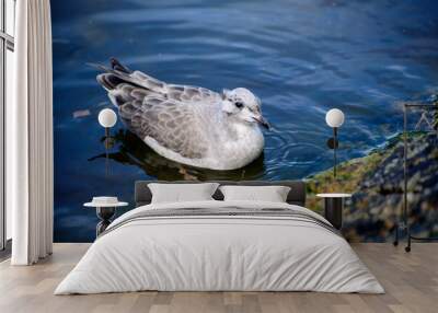 Larus canus. he common gull Wall mural