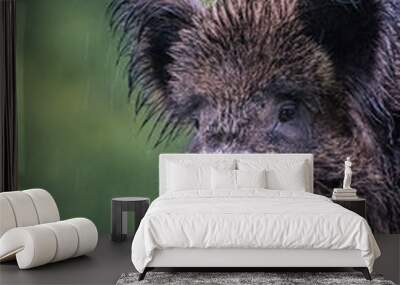 Close up of an isolated hairy wild bore in the forest during winter rain- Romania  Wall mural