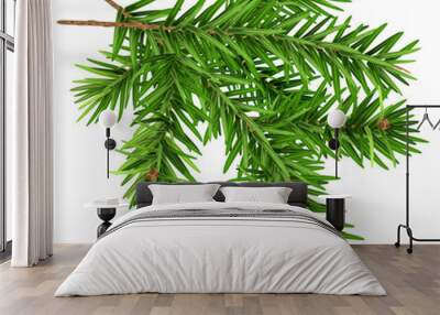 Green fluffy fir branch Wall mural