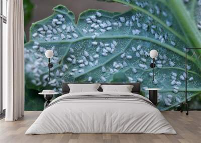  Butterfly whitefly  (Aleyrodes proletella) on the plant Wall mural