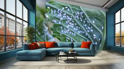  Butterfly whitefly  (Aleyrodes proletella) on the plant Wall mural