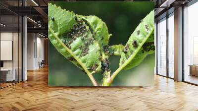 Aphids (Aphididae) on leaves and stems of plants Wall mural