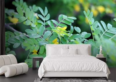 Flowering of yellow wood acacia ( Caragana arborescens) Wall mural