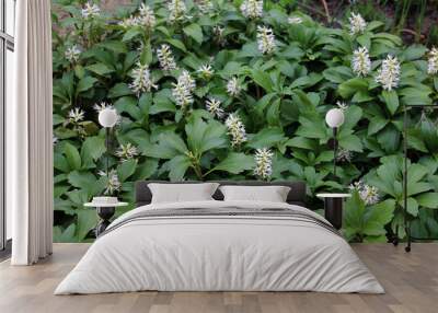 In the garden there is a valuable groundcover dwarf semi-shrub Pachysandra terminalis Wall mural