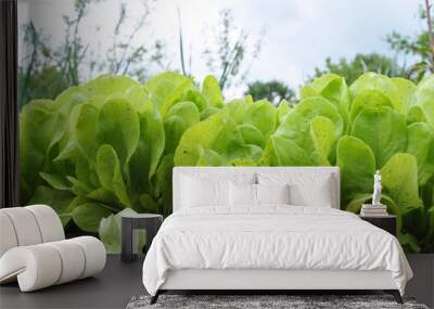 In the open ground grows lettuce (Lactuca sativa) Wall mural