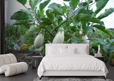 In the organic soil, white eggplant grows Wall mural