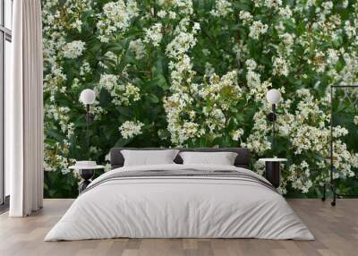 In the spring in nature, ordinary privet (ligustrum vulgare) blooms Wall mural