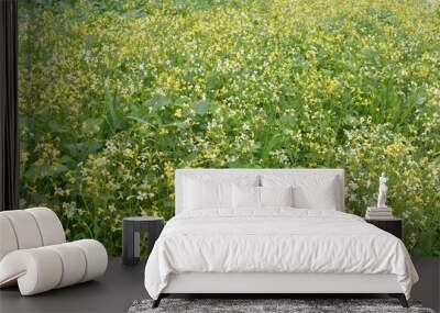 Mustard grows in the field, which will be used as a green organic fertilizer. Wall mural