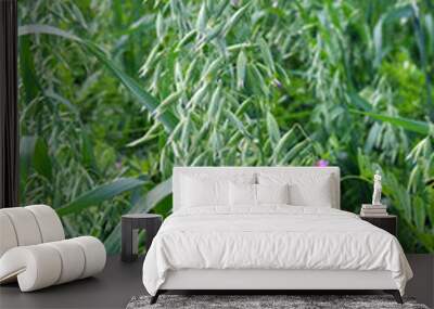 Oats grow in the field in a mixture of other forage grasses Wall mural