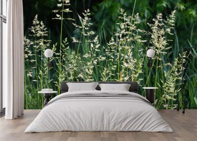 Poa grows in the meadow among wild grasses. Wall mural