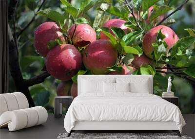 Ripe apples on a tree branch Wall mural