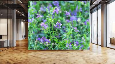 The field is blooming alfalfa Wall mural