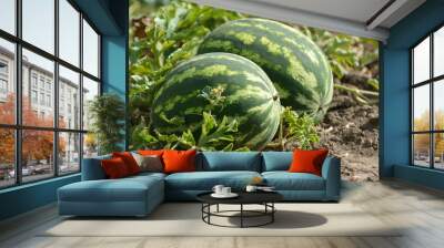 Watermelons ripen in the field Wall mural