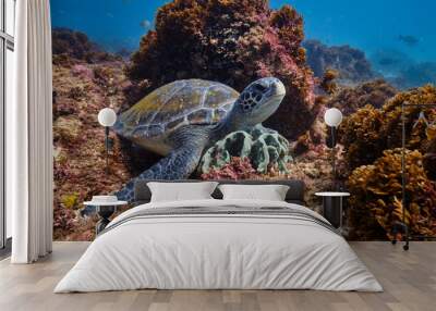 Wild Green Sea Turtle posing for a portrait sitting on a coral reef Wall mural