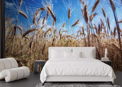 wheat field Wall mural