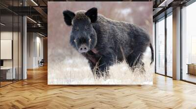 Boar Wall mural