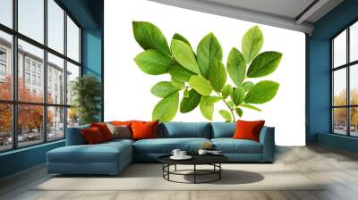 Green leaves of blueberry isolated on white or transparent background Wall mural