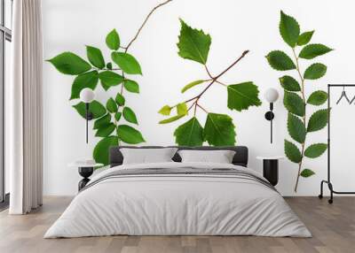 Set of fresh branches with green leaves Wall mural