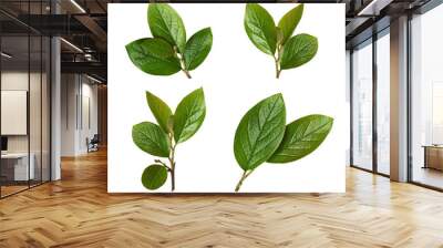 Set of spring green leaves isolated Wall mural