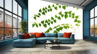 Set of waved ivy twigs with small green leaves  isolated on white or transparent background Wall mural