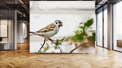 sparrow builds a nest Wall mural