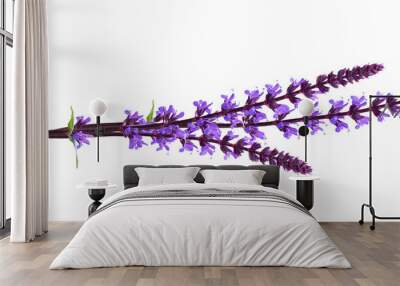 Sprigs of purple salvia flowers in a small bouquet isolated on white or transparent background Wall mural