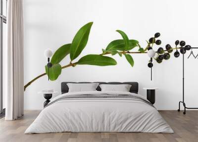 Twig of ligustrum with green leaves and black berries isolated on white or transparent background Wall mural