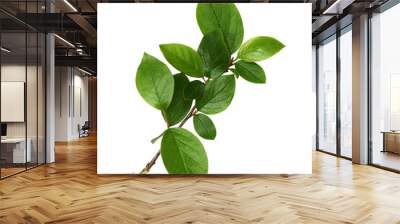 Twig with spring green leaves Wall mural