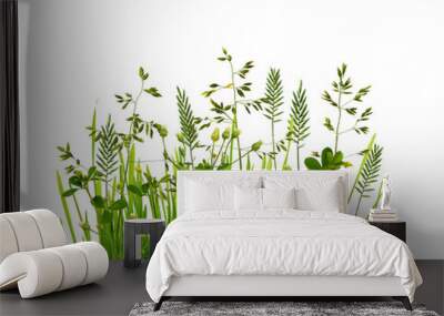 Wild green grass isolated on white background Wall mural