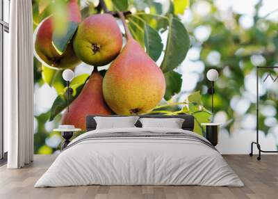 Pear tree. Wall mural