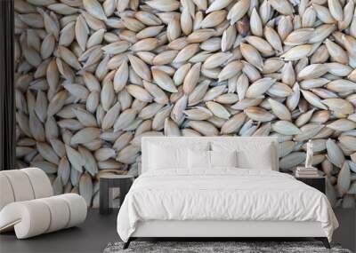 Detail of seeds used in a feeder bird. Seeds for cage and wild birds Wall mural