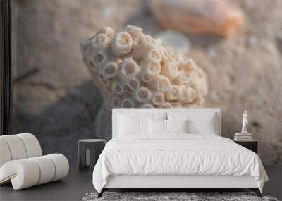 coral skeleton stone Wall mural