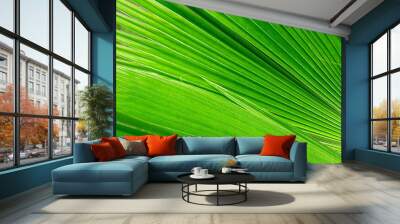 Image of a natural landscape in the abstract featuring shadows and green palm leaves. Wall mural