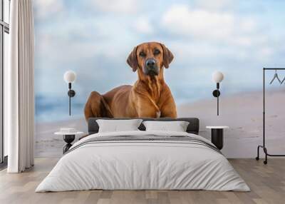 Rhodesian ridgeback on the sea shore. Wall mural