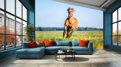 Stallion running on a blooming meadow. Wall mural