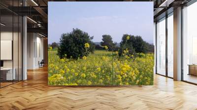 Field of yellow flowers under blue cloudy sky. Beautiful summer colorful panoramic view of flower meadow with daisies against cloudy blue sky. Yellow daisy meadow with trees in the background.   Wall mural