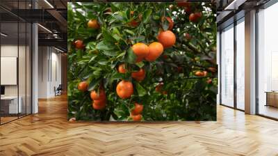 Close-up tangerines on the tree. Sweet tangerines of deep orange color. Fresh fruits on the tree in the tangerine garden. Wall mural