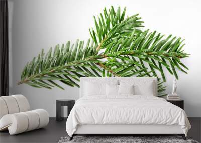 Fir branch. Wall mural