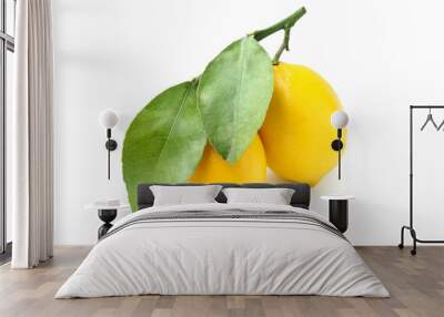 Lemons on a branch with leaves. Wall mural