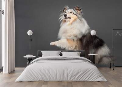 blue merle tricolor shetland sheepdog sheltie lifting a paw looking funny in the studio on a grey background Wall mural