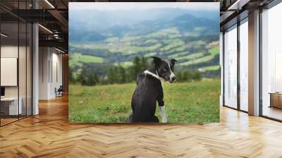 border collie dog sitting on an alpine mountain top in the summer looking back a the camera Wall mural