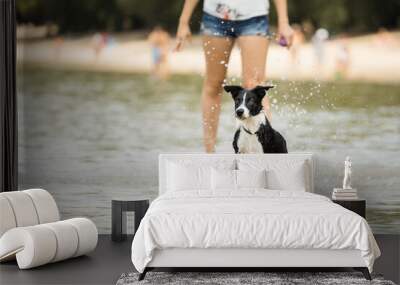 border collie puppy dog running in shallow water on the beach in summer with a person in the background Wall mural