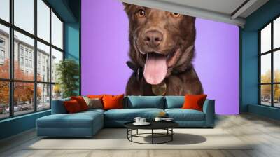 cute brown mixed breed puppy dog in a studio on purple background Wall mural