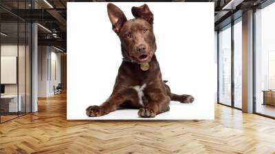 cute brown mixed breed puppy dog lying down in a studio on white background Wall mural