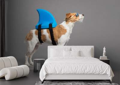 cute jack russell type mixed breed dog wearing a swim win, swimming goggles standing on a kickboard in the studio on a grey background Wall mural