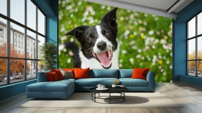 happy border collie dog looking up at the camera with flowers in the grass in the background Wall mural