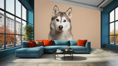 isolated siberian husky dog close up headshot sitting in the studio on a beige brown background paper looking at the camera Wall mural