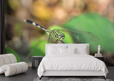 dragonfly on a leaf Wall mural