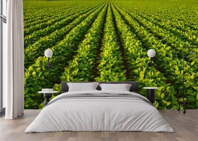 A lush soybean field providing plant-based nutrition Wall mural